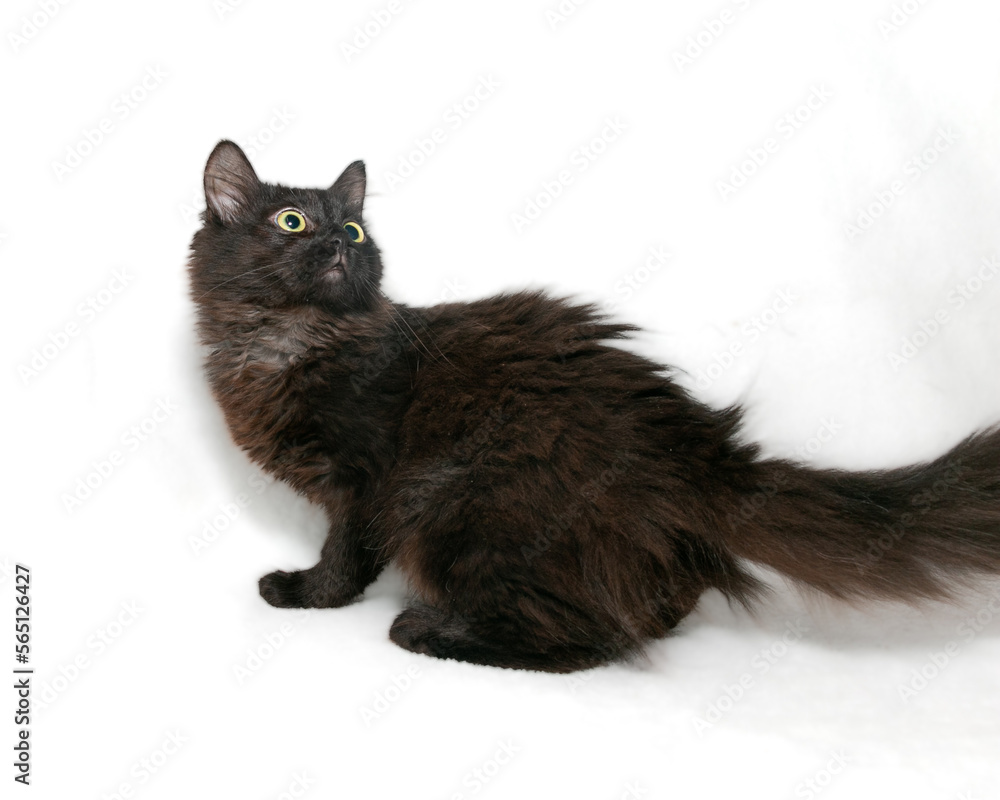 Funny black fluffy kitten with expressive eyes. Close-up. White background.