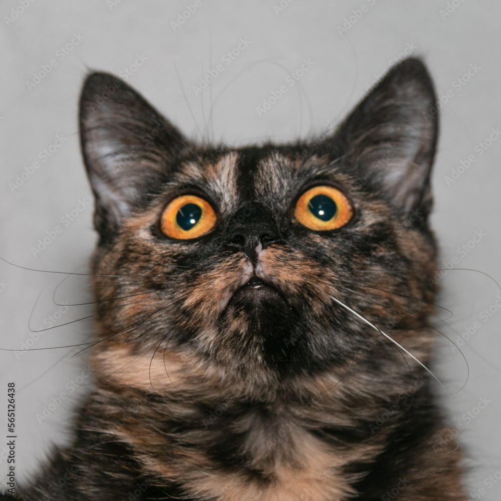 Portrait of a funny tortoiseshell kitten with beautiful bright orange eyes. Tortoiseshell color is a genetic trait that is inherited and is determined by a certain combination of chromosomes.