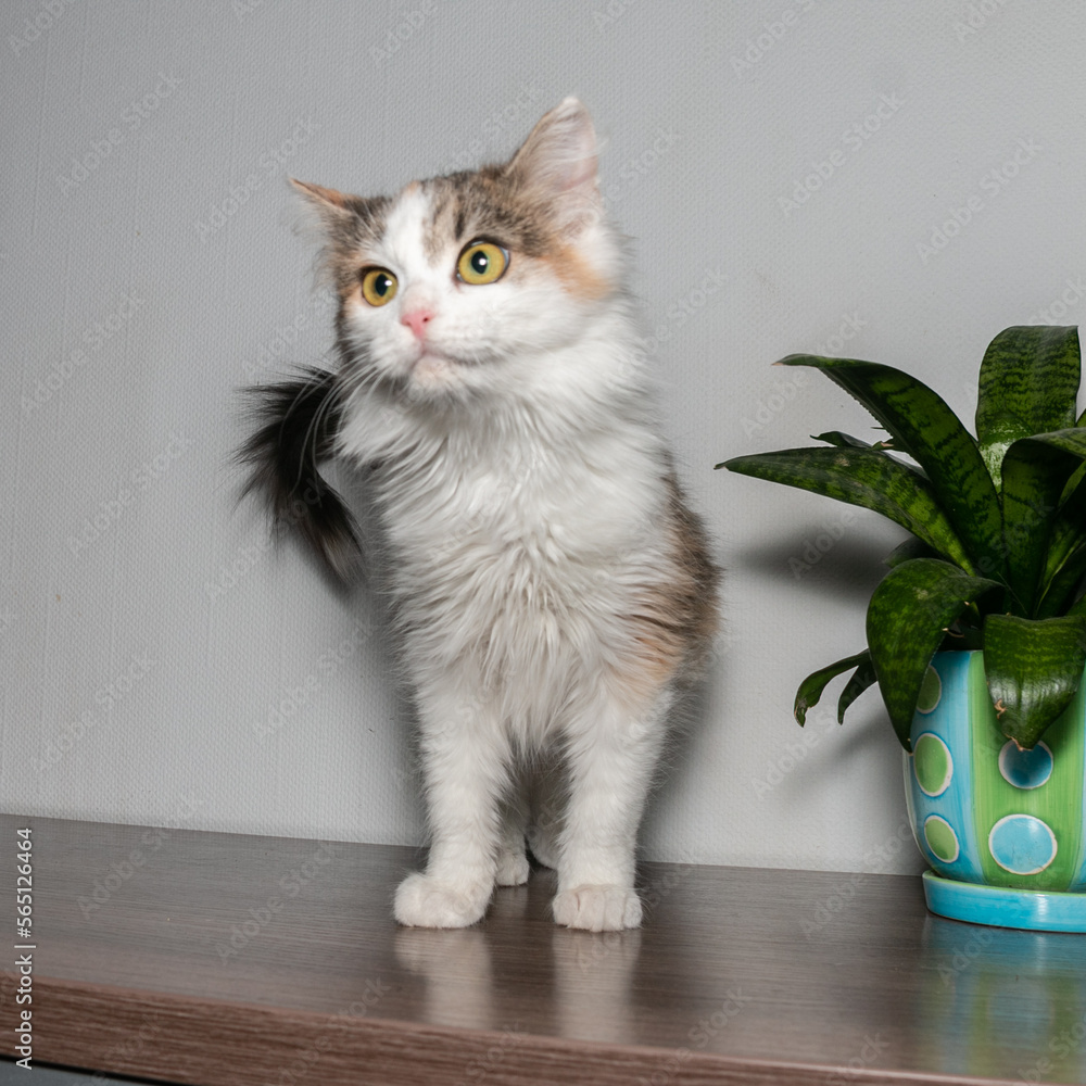 Tricolor fluffy kitten with beautiful eyes. Funny kitten with orange eyes and expressive look.