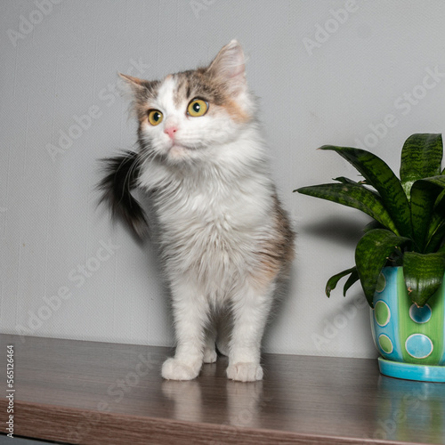Obraz na płótnie Tricolor fluffy kitten with beautiful eyes. Funny kitten with orange eyes and expressive look. w salonie