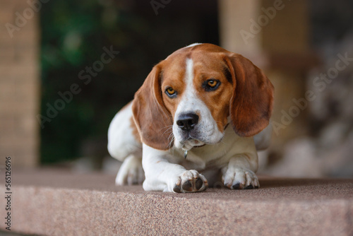 beagle dog sitting on the floor
