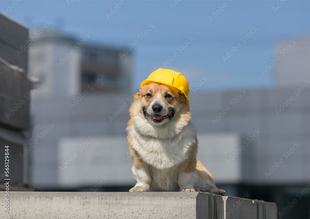 cute corgi dog puppy in a yellow repair helmet sits on a city construction site
