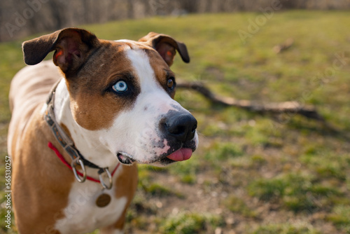 Happy and active dog outdoors in the grass on a sunny day. Staffordshire terrier dog with a happy muzzle walk in nature. Happy dog. Walk with the dog.