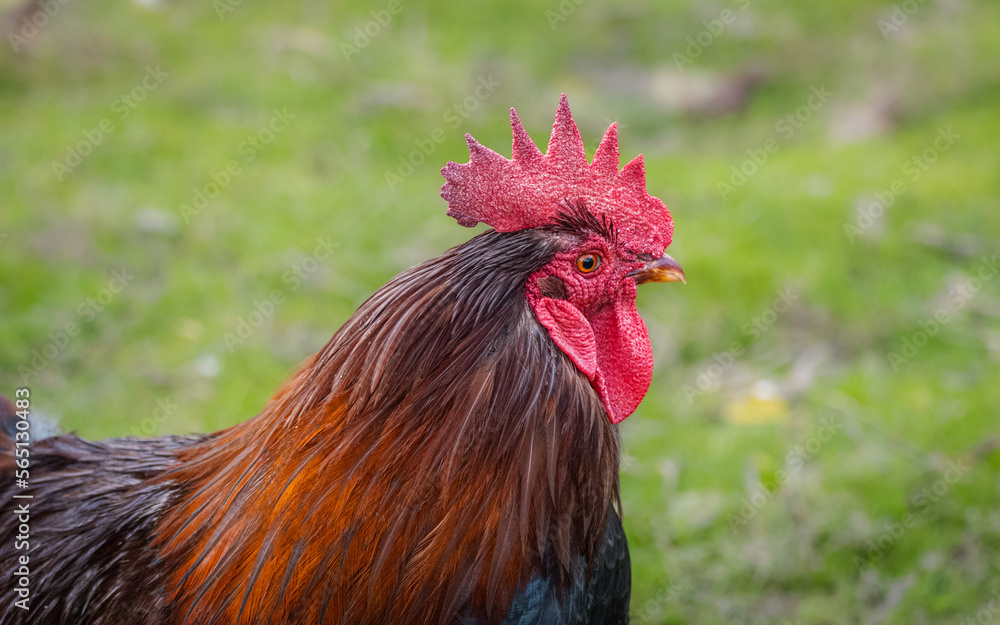 rooster on the eco-farm. Rooster in the village. The rooster has brown colour and green baclground. Close-up portrait