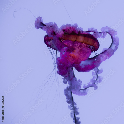 jellyfish in captivity