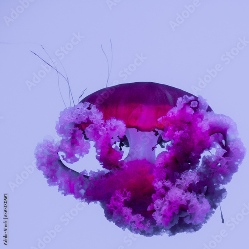 jellyfish in captivity