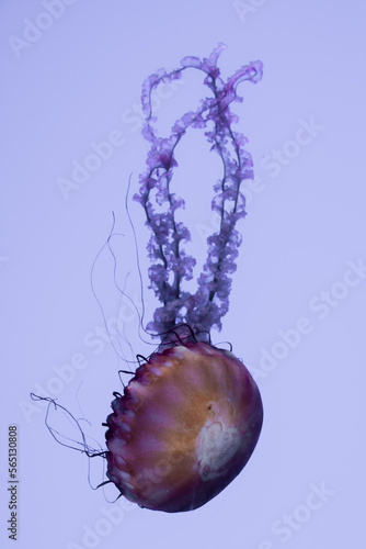 jellyfish in captivity