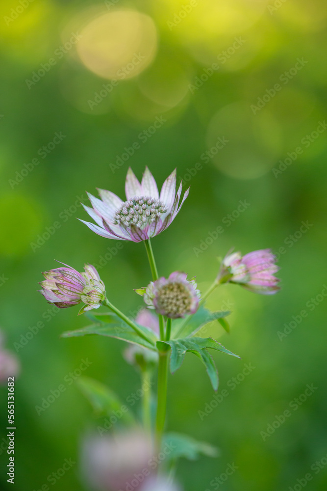 Blossom lilac astrantia flower on a green background close-up photo in summertime. Garden flower with pink petals macro photography in a sunny summer day. Blossom lilac astrantia flower on a green background close-up photo in summertime. Garden flower with pink petals macro photography in a sunny summer day.