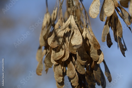 dried maple keys on branch in fall