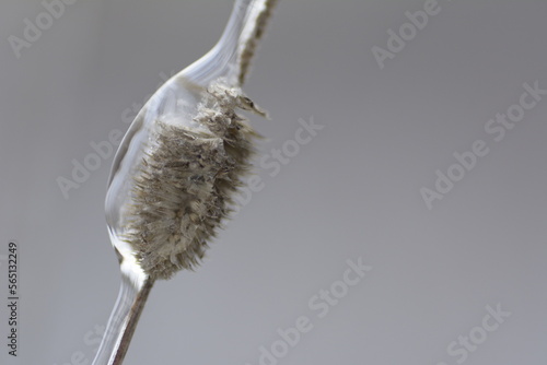 ice on a stalk of grass 