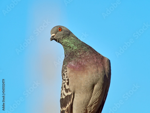Portrait of an angry common pigeon. Columba livia