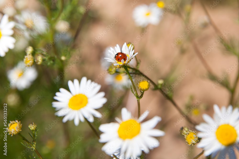 Field flowers in summer. At the center white daisy flower with a ladybug on it in the garden, on the background of blurred grass. Ladybird on daisy. Field flowers in summer. At the center white daisy flower with a ladybug on it in the garden, on the background of blurred grass. Ladybird on daisy.