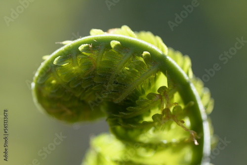 young fern in sunlight