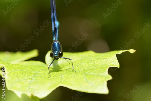 blue damselfly on a leaf photo