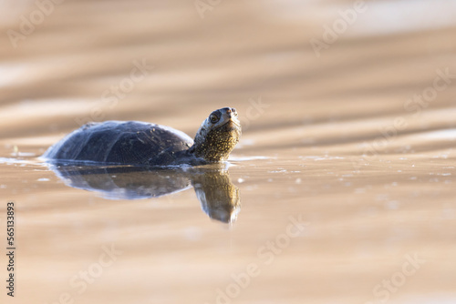 Canvas Print The European pond turtle , European pond terrapin,  European pond tortoise (Emys orbicularis)