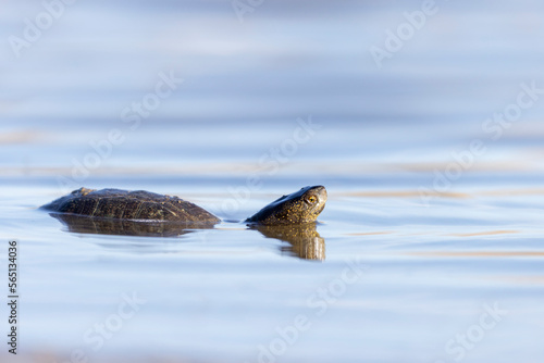 Canvas Print The European pond turtle , European pond terrapin,  European pond tortoise (Emys orbicularis)