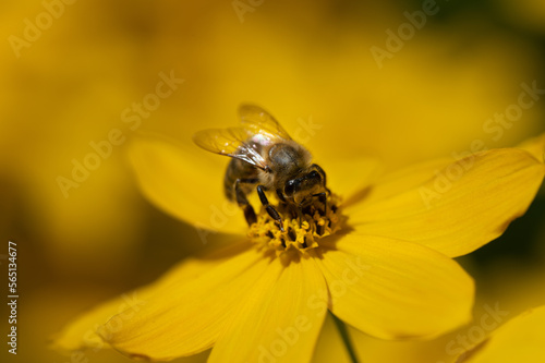Close up of a honey bee sitting in the middle of a yellow flower looking for pollen. The background is yellow.
