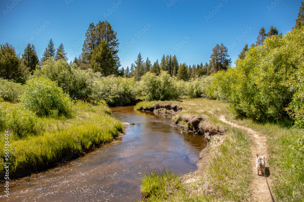 Meadow Creek Trail in Lake Tahoe California Meadow Creek Trail in Lake Tahoe California