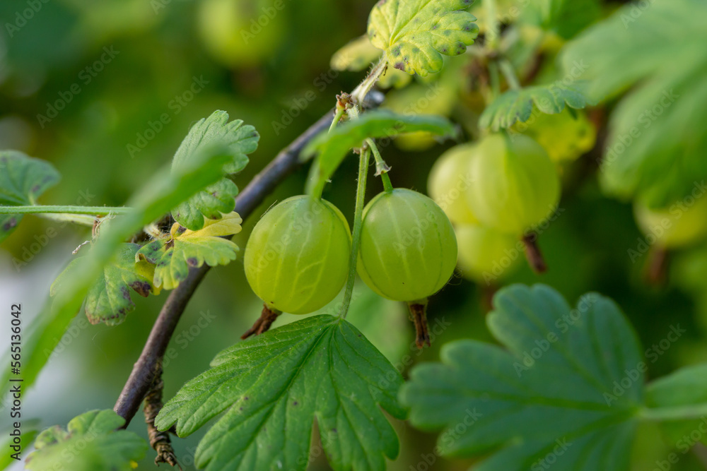 Obraz premium Green gooseberry berries on a green background on a summer day macro photography. Green berries hanging on a branch of a gooseberry bush close-up photo in summertime.