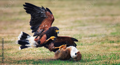 Fotografie Parabuteo unicinctus hunts his prey and catches it in his claws.