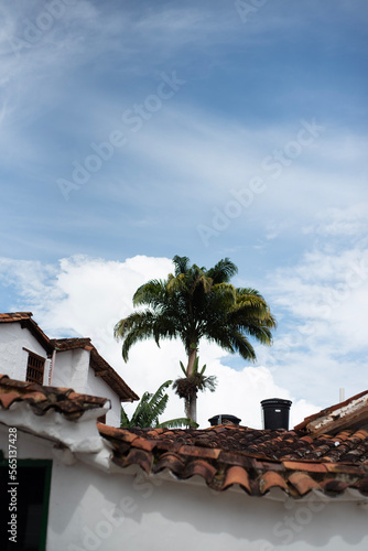 Houses with tree