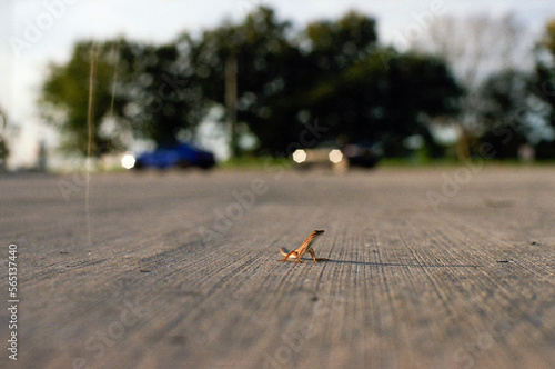Lizzard on the road