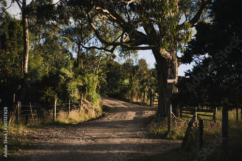 Back road with trees 