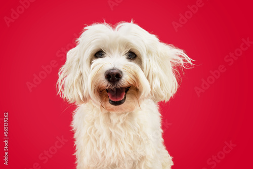 Portrait happy smiling bichon maltese looking at camera. Isolated on red, magenta backgroundv