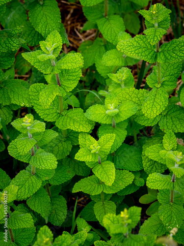 selective focus of a mint plant with blurred background © juancajuarez