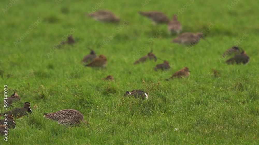 A Eurasian curlew or common curlew (Numenius arquata) foraging in a meadow A Eurasian curlew or common curlew (Numenius arquata) foraging in a meadow