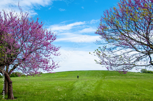 Chicago Montrose Spring Blossoms © Brandon Olafsson