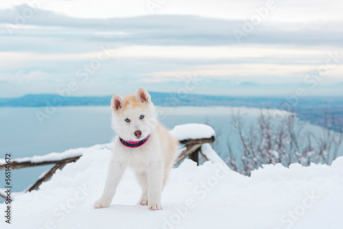 husky in the snow 