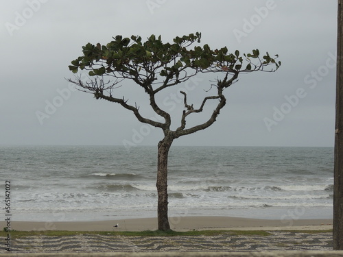 Árvore em praia brasileira em um dia nublado