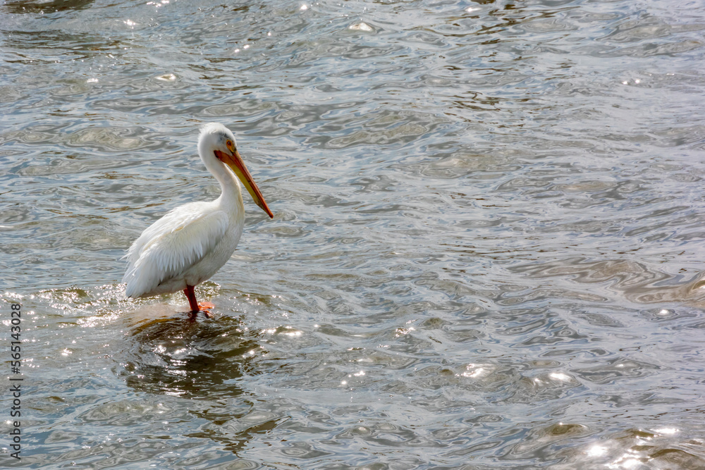American White Pelican Standing On A Rock In Fox River At De Pere, Wisconsin American White Pelican Standing On A Rock In Fox River At De Pere, Wisconsin