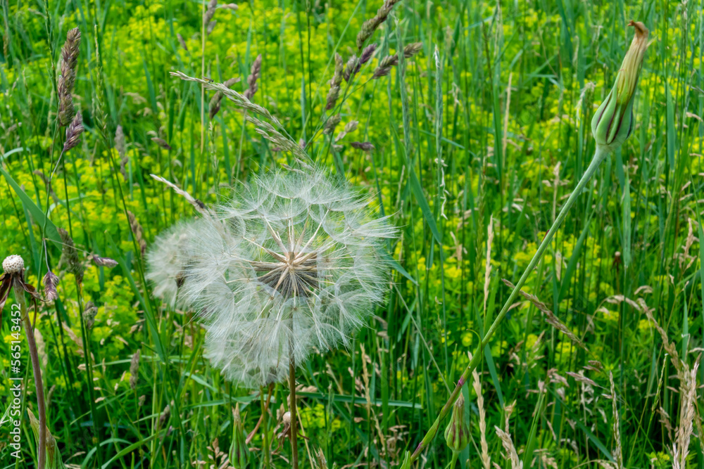 Obraz premium White Fluff Of The Dandelion Flower Gone To Seed
