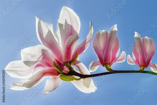 A white flower of magnolia is a talisman of femininity and beauty - on background of blue sky