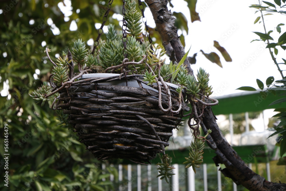 Fototapeta premium flower in a wicker pot