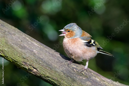 Singing Chaffinch sitting in a tree