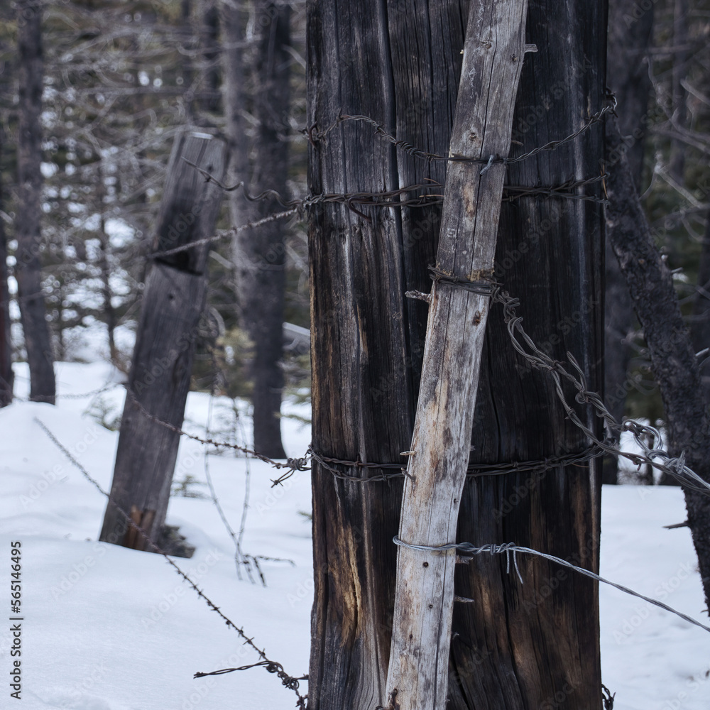 Wooden fence posts with barbed wire in the Bighorn National Forest on a snowy winter day in Wyoming.