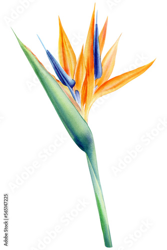  bird of paradise, watercolor painting isolated, botanical illustration, tropical flora