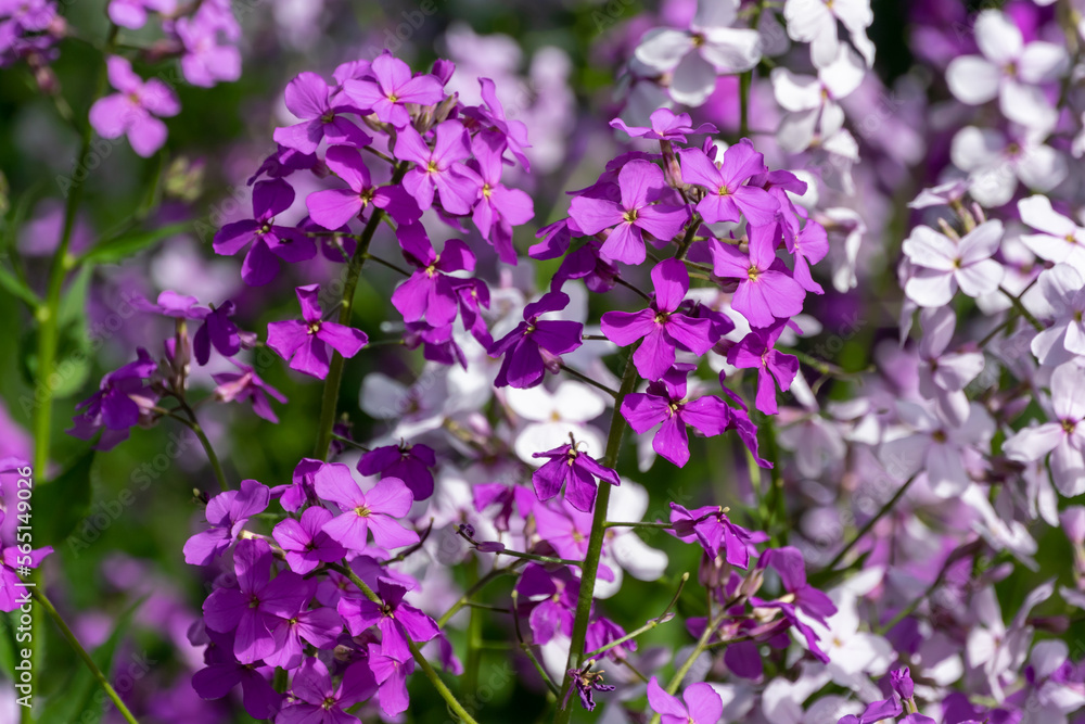 Fototapeta premium Dame's Rocket Growing Wild Along The Trail In Spring