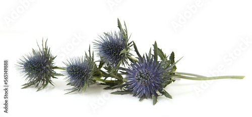 Flowers  Mediterranean sea holly isolated on white background. Blue sea holly thistles  Eryngium bourgatii.