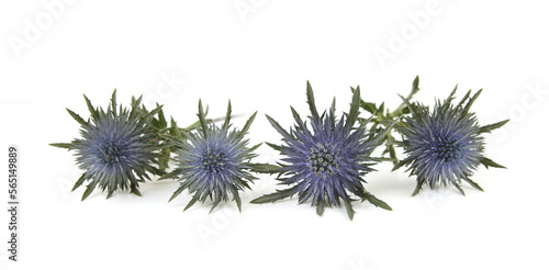 Flowers Mediterranean sea holly isolated on white background. Blue sea holly thistles, Eryngium bourgatii.