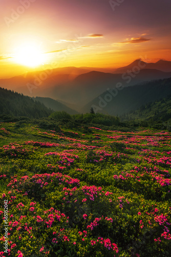 blooming pink rhododendron flowers  amazing panoramic nature scenery 