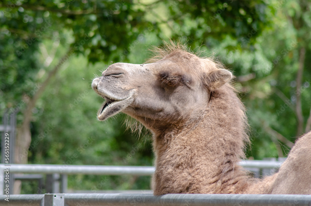  A camel in the zoo
