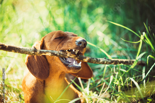 A young smooth dachshund plays with wood stick.
