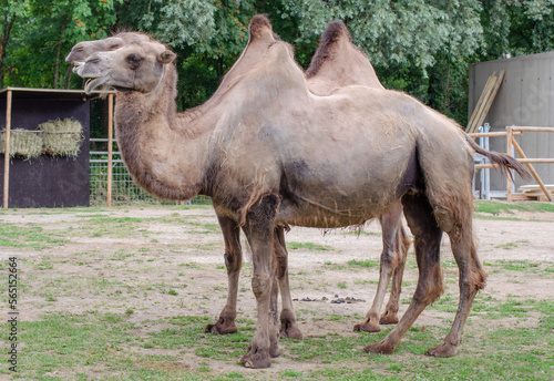  A camel in the zoo