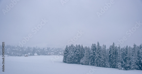 Trees in the snow in the mountains among the fog
