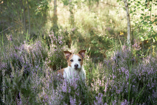 dog in the colors of heather hags. jack russell terrier in the forest peeps