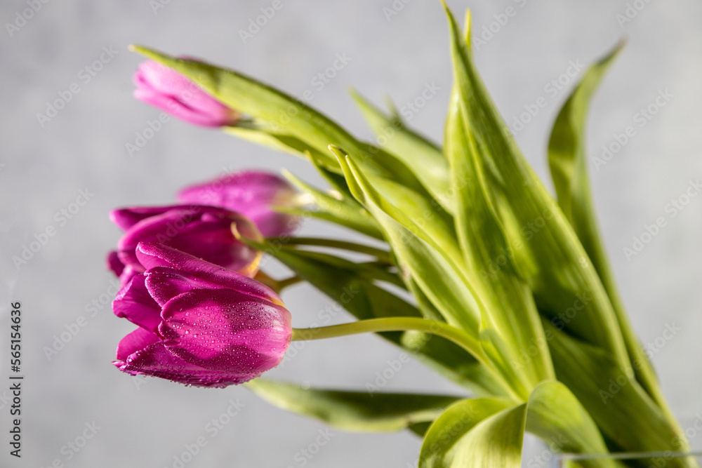 Obraz premium Bouquet of pink tulips on light gray background